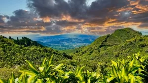Kaffeeanbau im Hochland von Costa Rica