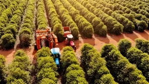 Kaffeeernte auf einer Plantage in Brasilien