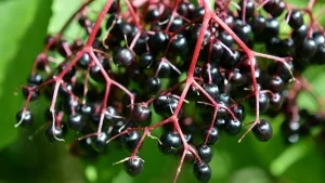 Holunder im Landschaftsschutzgebiet Röderhofer Teiche und Egenstedter Forst