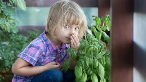 Kleines Mädchen riecht an Basilikum