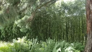 Der Bambusweg im Loki-Schmidt-Garten im Botanischen Garten Hamburg.