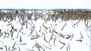 Mückenlarven an der Wasseroberfläche