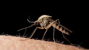 Asiatische Tigermücke (Aedes albopictus) 