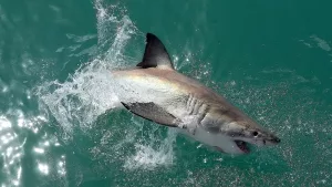 Weißer Hai bei Gansbaai in Südafrika