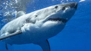 Guadalupe Island Great White Shark Underwater Tourism