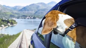Hund, der aus dem Fenster eines fahrenden Autos schaut