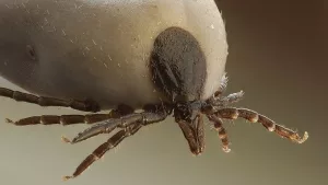 Gemeiner Holzbock (Ixodes ricinus) 