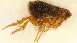 Hundefloh  (Ctenocephalides canis) unter dem Mikroskop 