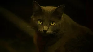 Schwarze Katze in der Dunkelheit