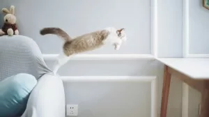 Springende Katze in einem Wohnzimmer