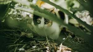 Katze auf der Jagd im Unterholz