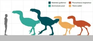 Size comparison of some phorusrhacids, including Kelenken, Devincenzia, Phorusrhacos, and Titanis