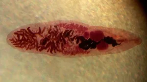 Adulte Form des Kleinen Leberegels (Dicrocoelium dendriticum)