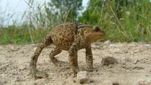  Abwehrverhalten einer Erdkröte