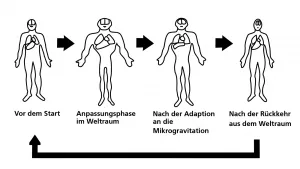 The effects of microgravity on fluid distribution around the body (greatly exaggerated).