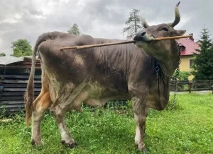 Kuh Veronika kratzt sich genüsslich mithilfe eines Stocks.