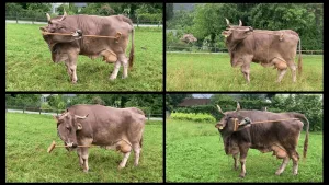 Kuh Veronika beim Beseneinsatz zum Kratzen