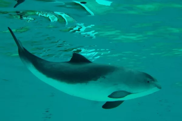 wie befriedigen sich delfine Japan: Delfin greift mindestens sechs Touristen an und beißt sie in den Arm main image 1