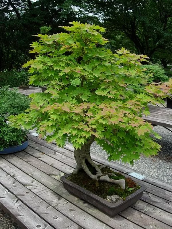 Der Bonsai  von der groen Kunst, ganz klein zu bleiben | wissen.de
