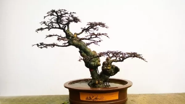 Der Bonsai  von der groen Kunst, ganz klein zu bleiben | wissen.de