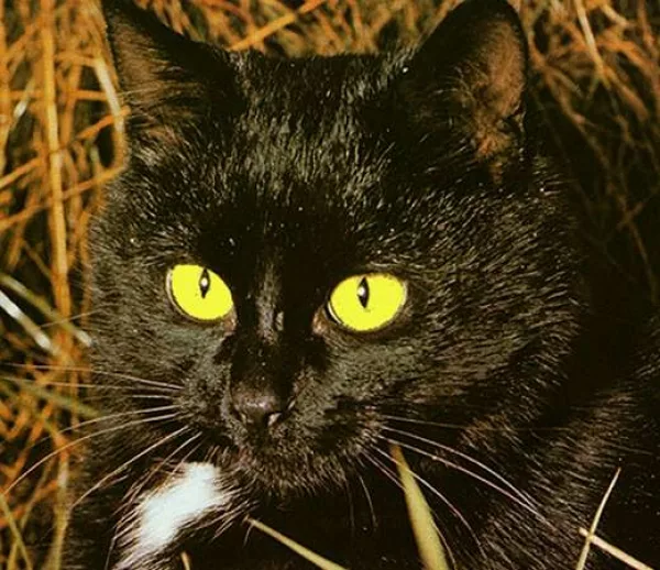 Warum leuchten Katzenaugen im Dunkeln?