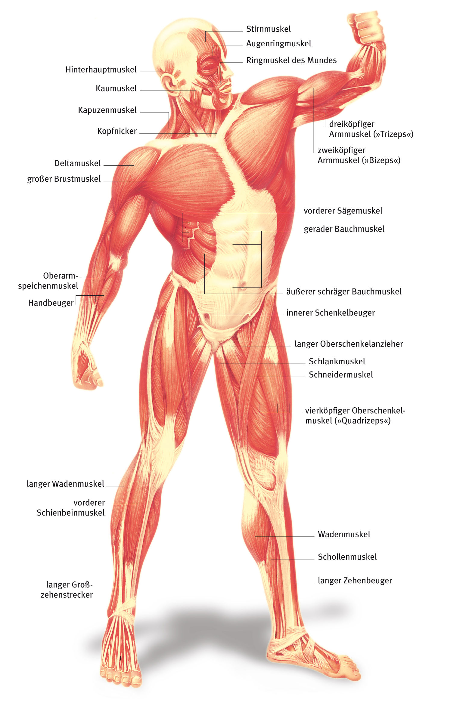 Muskel, aus dem Gesundheitslexikon  Gesundheit, Medizin und Heilkunde auf