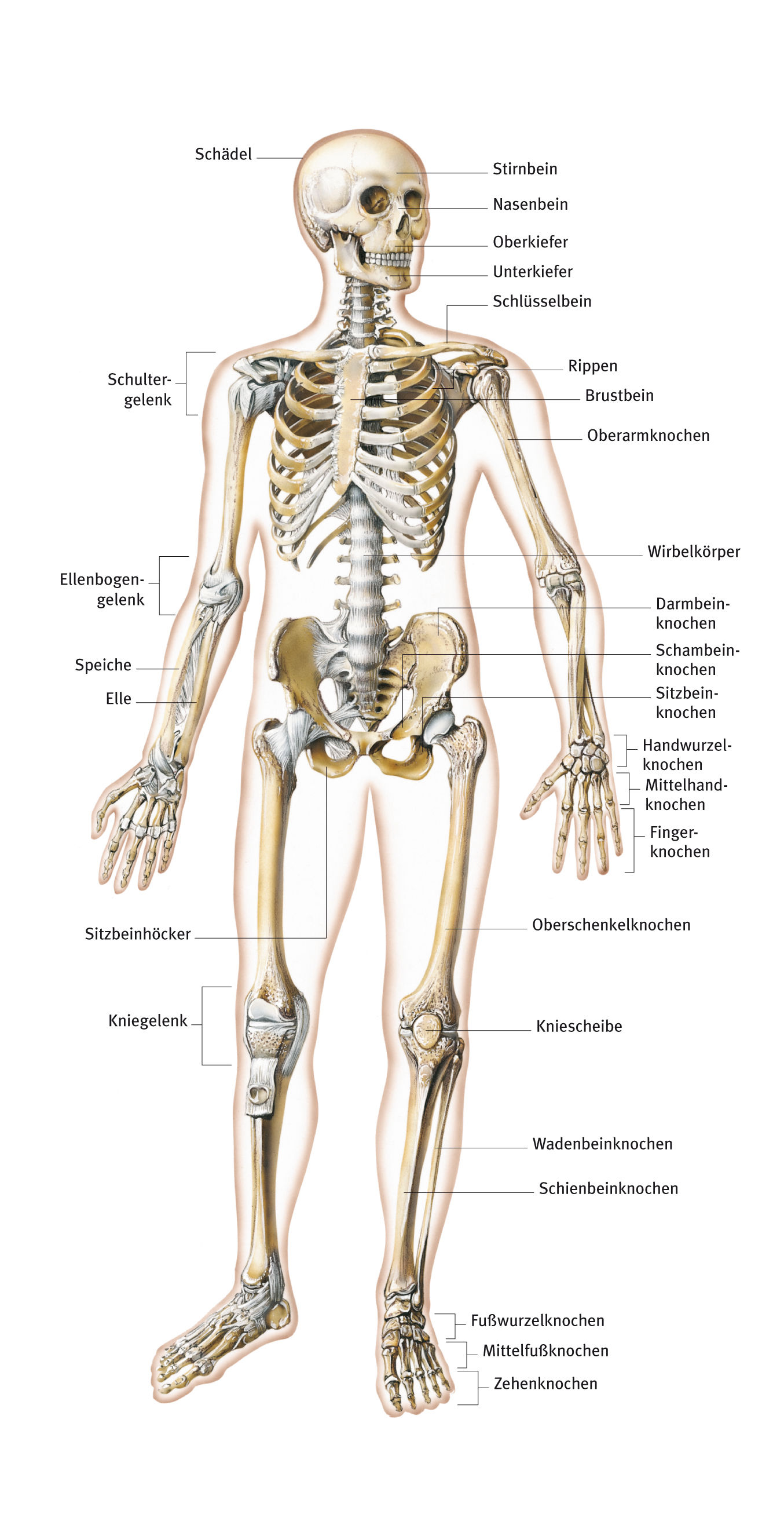 Knochen, Anatomie, aus dem Gesundheitslexikon  Gesundheit, Medizin und  Heilkunde auf