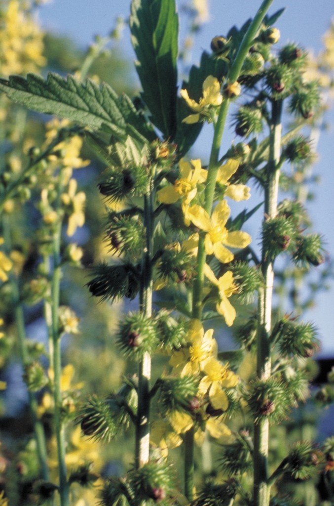 Odermennig aus dem Lexikon wissen.de