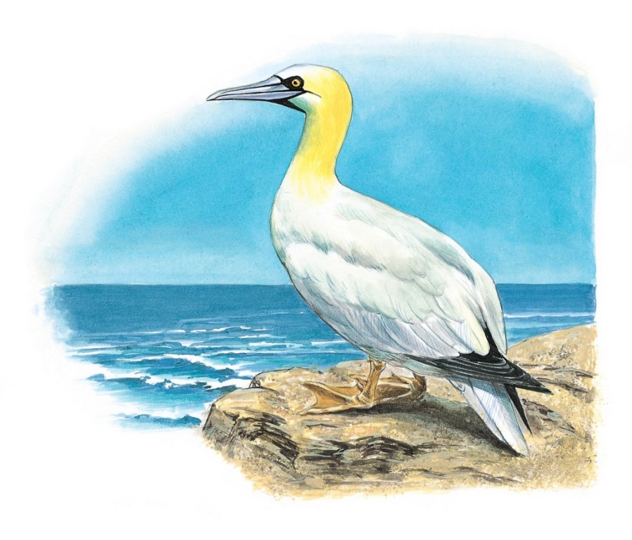 Tölpel aus dem Lexikon wissen.de