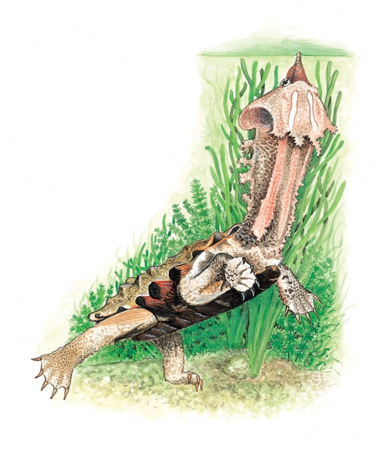 Matamata aus dem Lexikon wissen.de